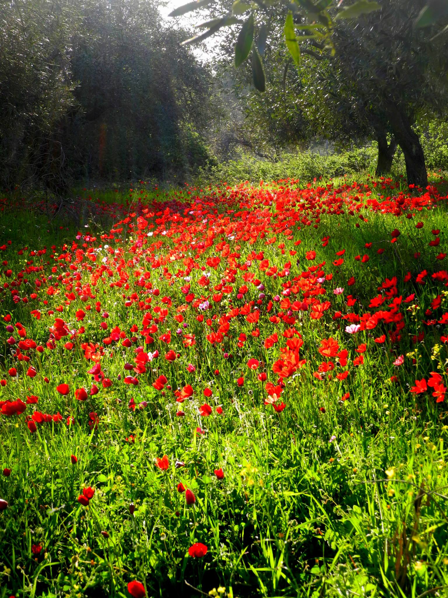 Klatschmohn und Anemonen