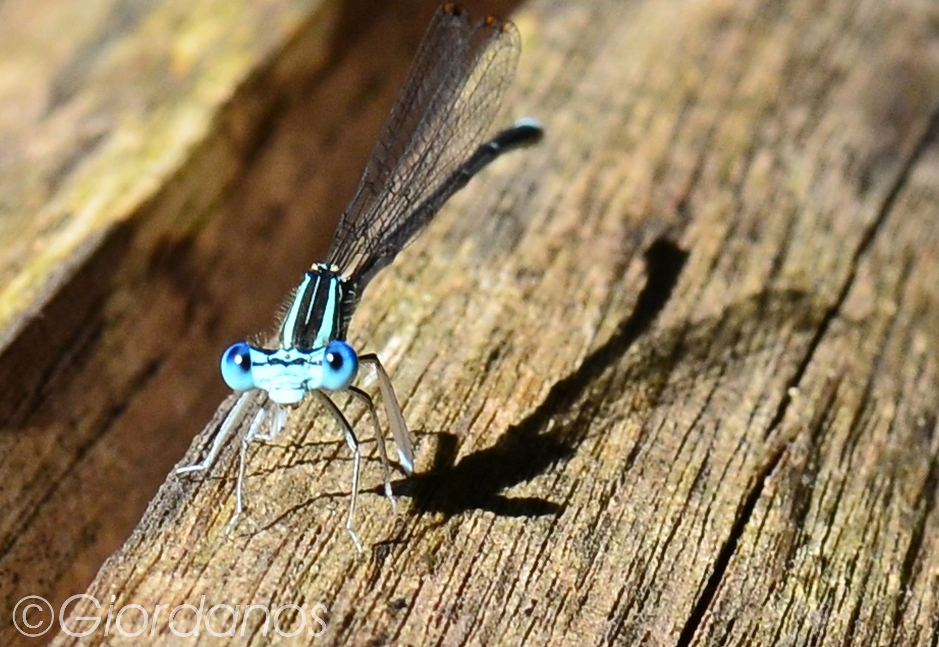 Drimonas Evia Griechenland-traumhafte Natur rund um die Wasserfälle