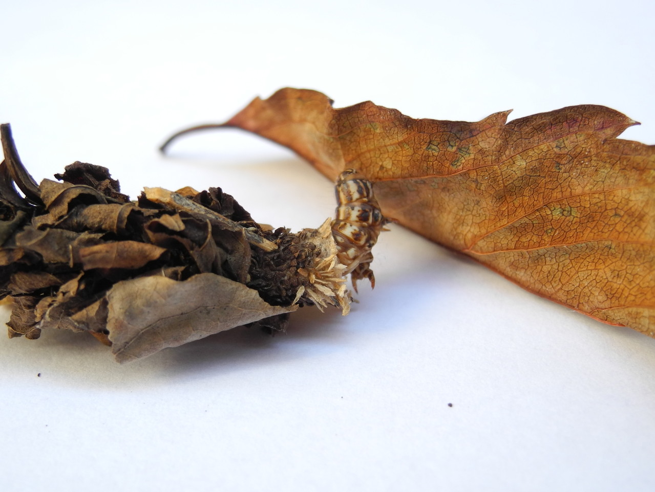 Psychidae (Echte Sackträger)