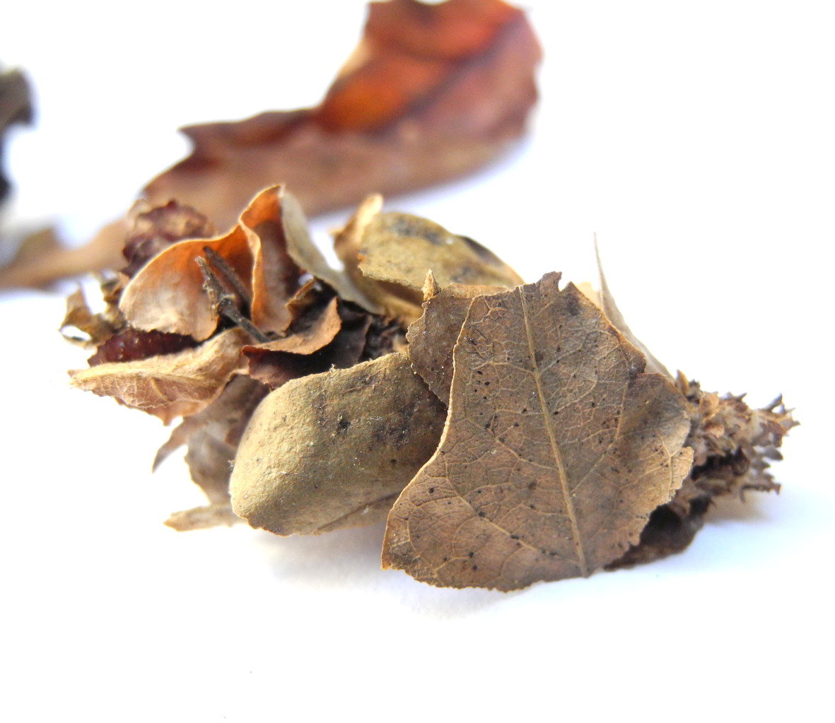 Psychidae (Echte Sackträger)