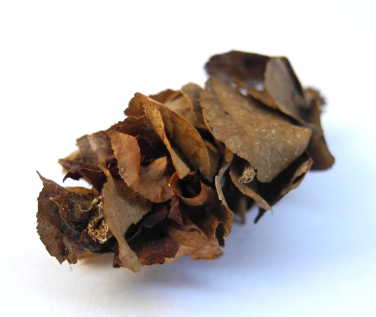 Psychidae (Echte Sackträger)