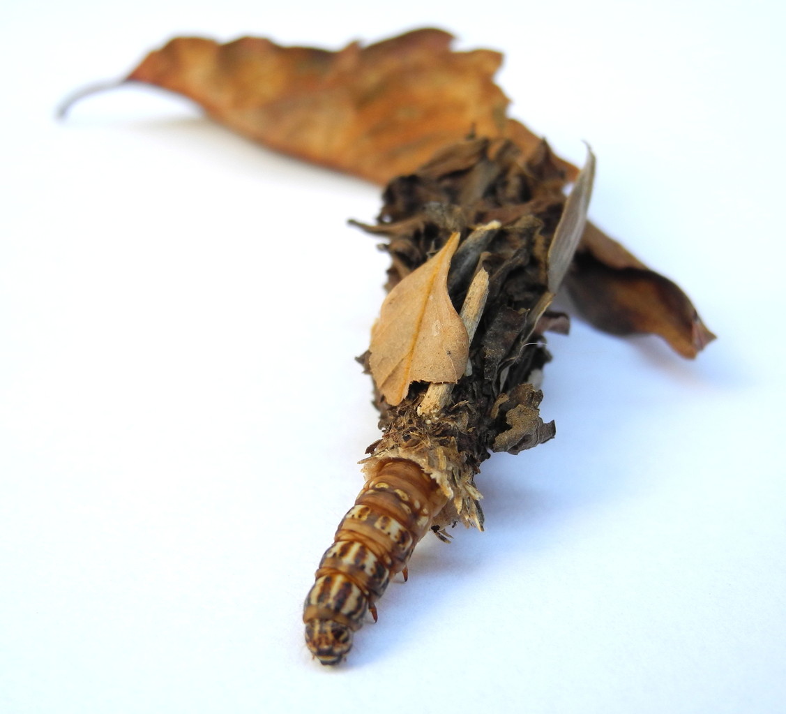 Psychidae (Echte Sackträger)