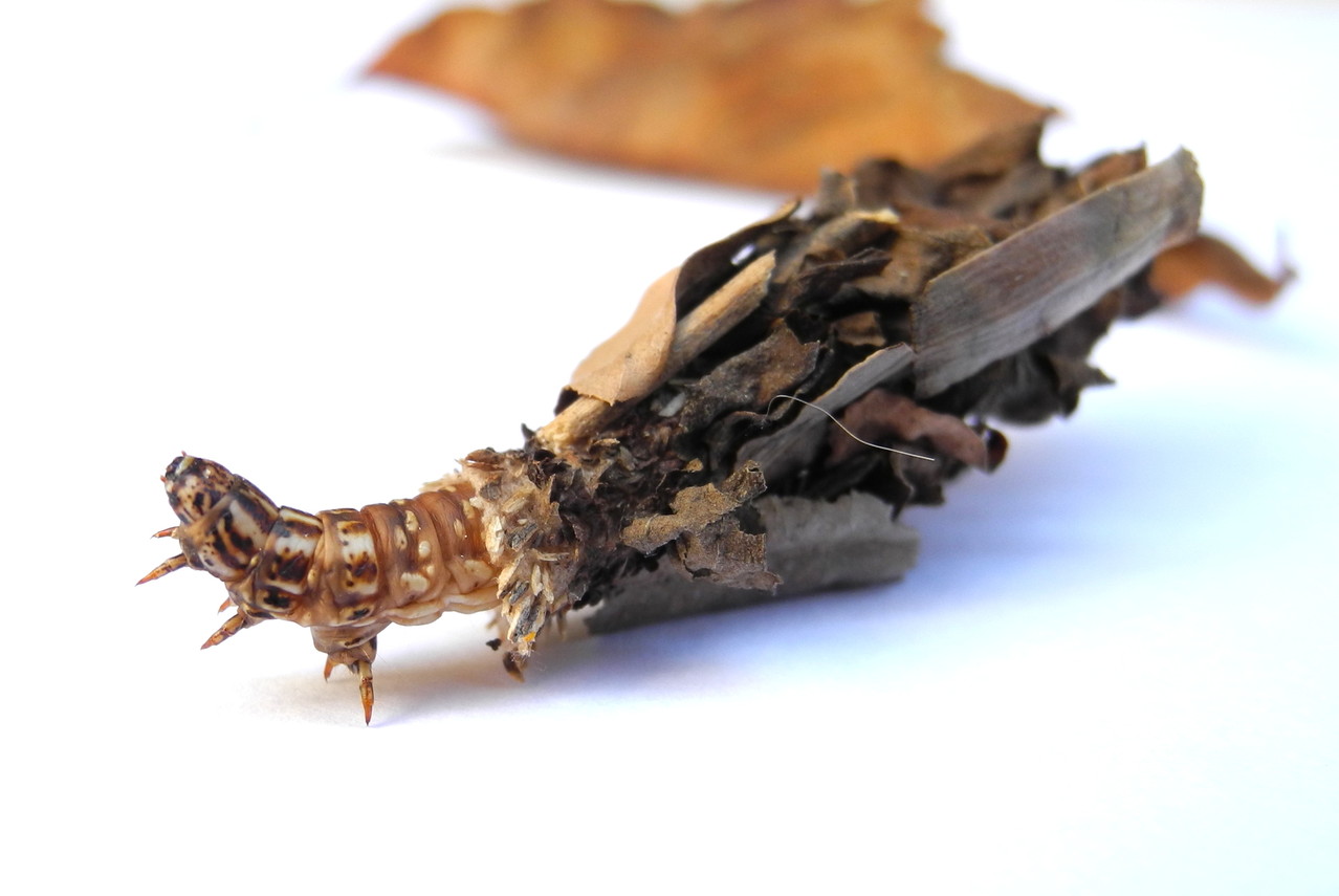 Psychidae (Echte Sackträger)