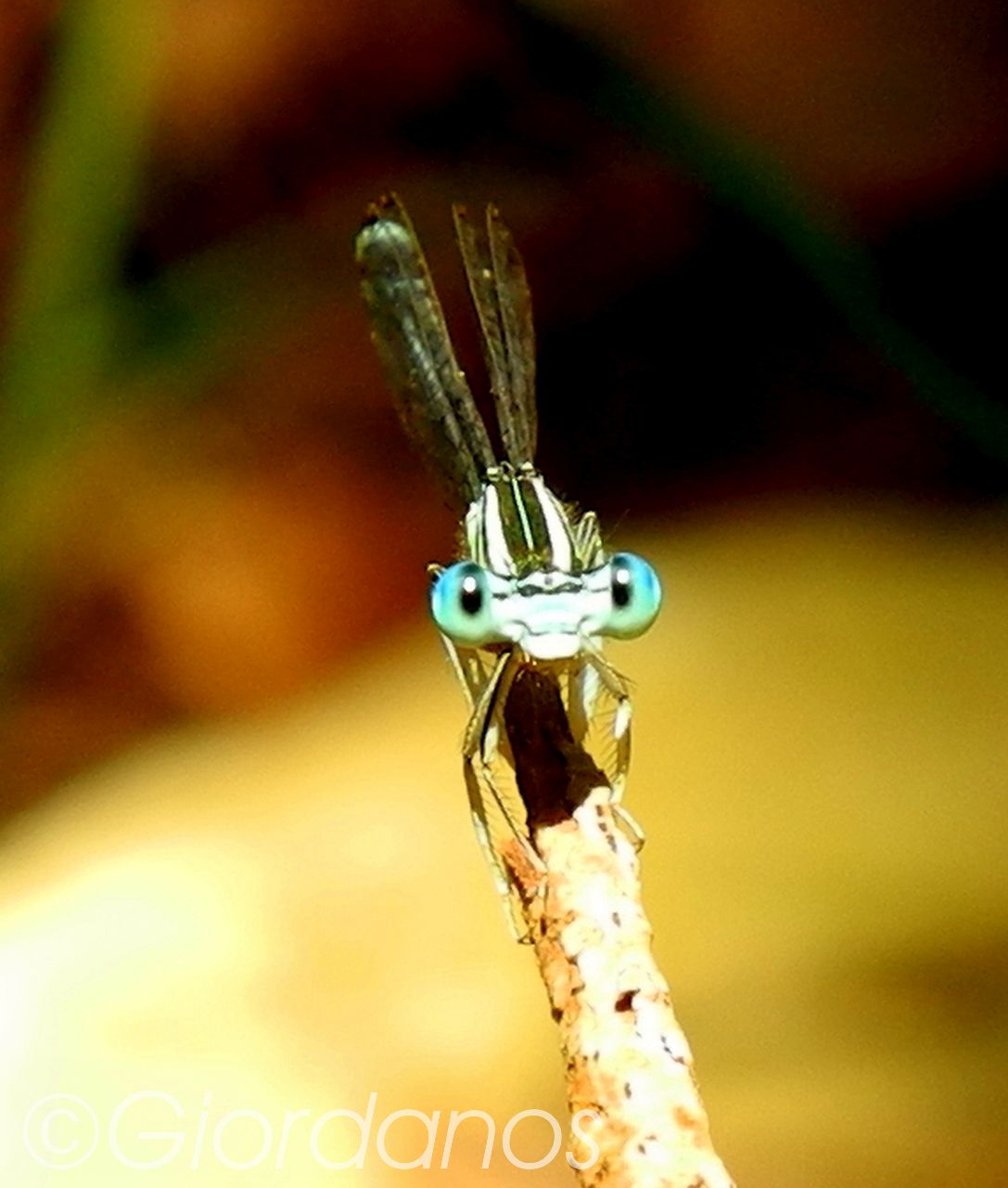 Drimonas Evia Griechenland-traumhafte Natur rund um die Wasserfälle