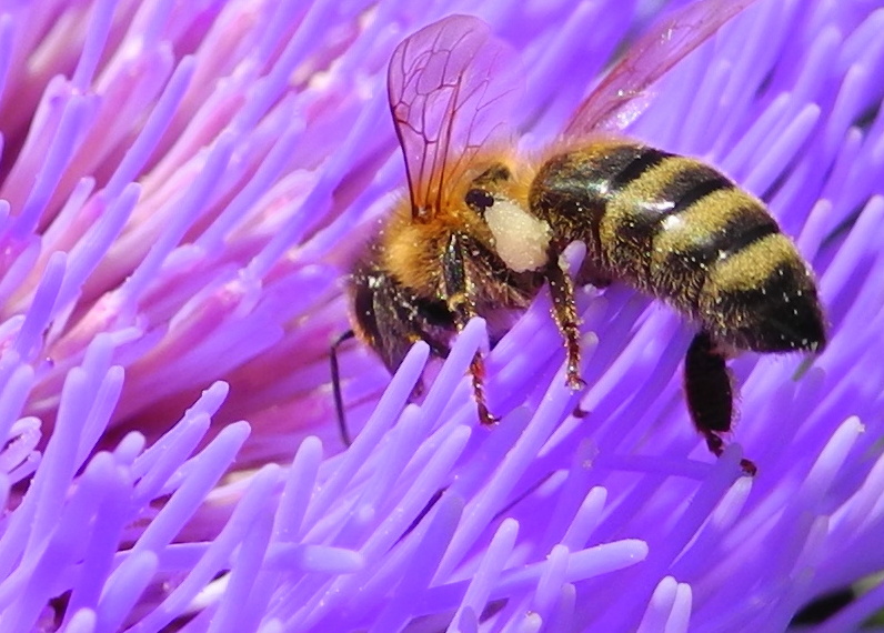 Bienen in Aktion