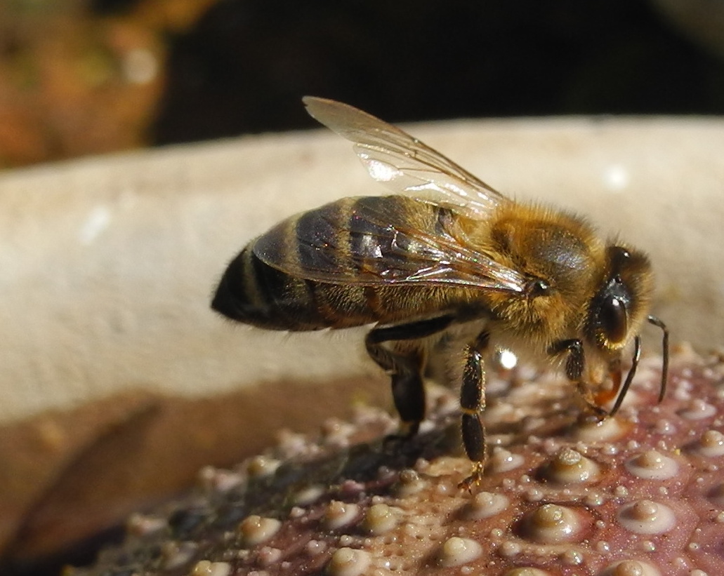 Bienen in Aktion