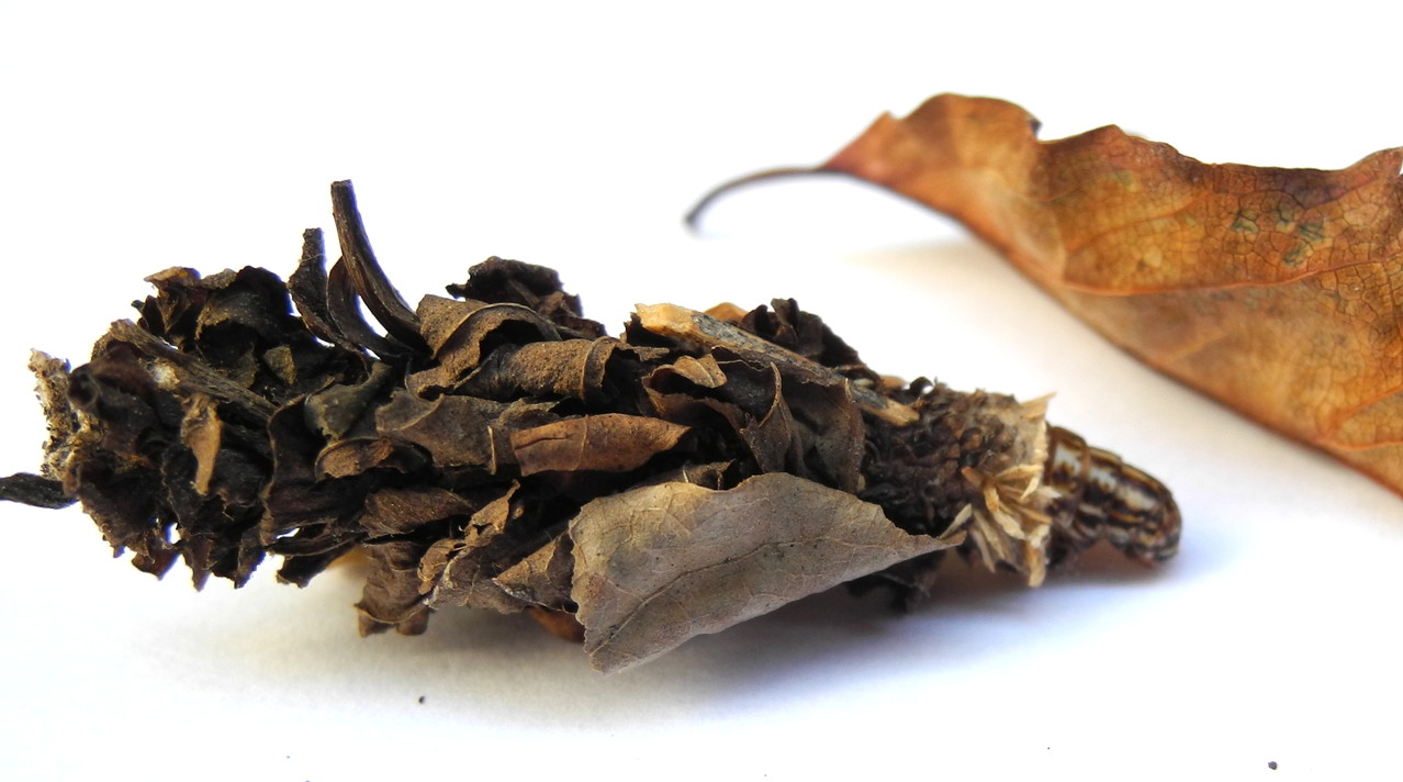 Psychidae (Echte Sackträger)