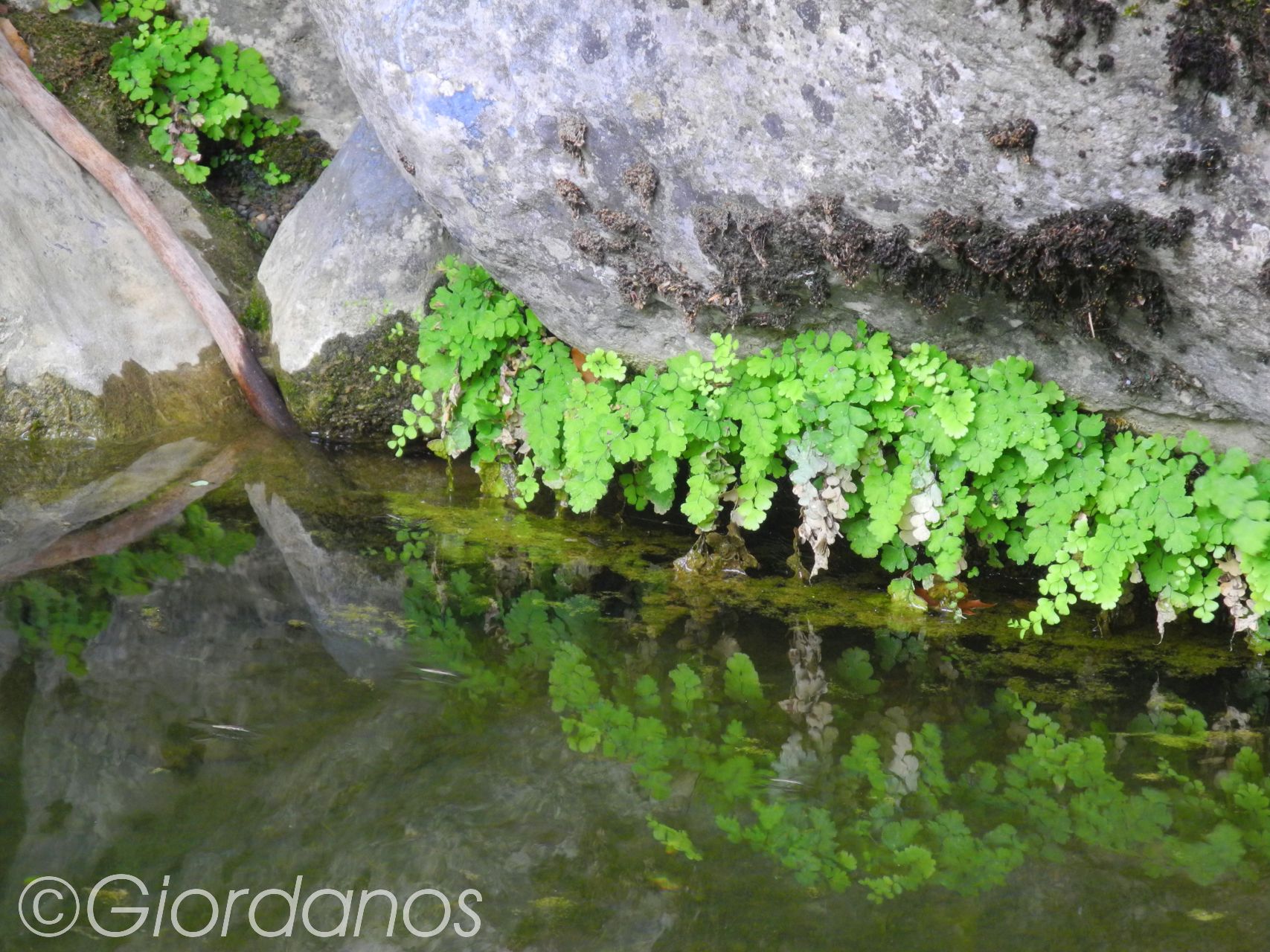 Drimonas Evia Griechenland-traumhafte Natur rund um die Wasserfälle