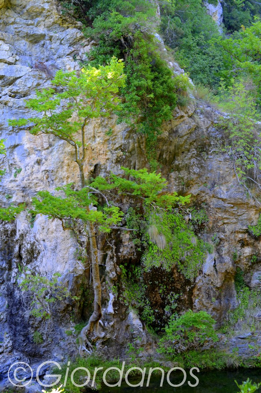 Drimonas Evia Griechenland-traumhafte Natur rund um die Wasserfälle