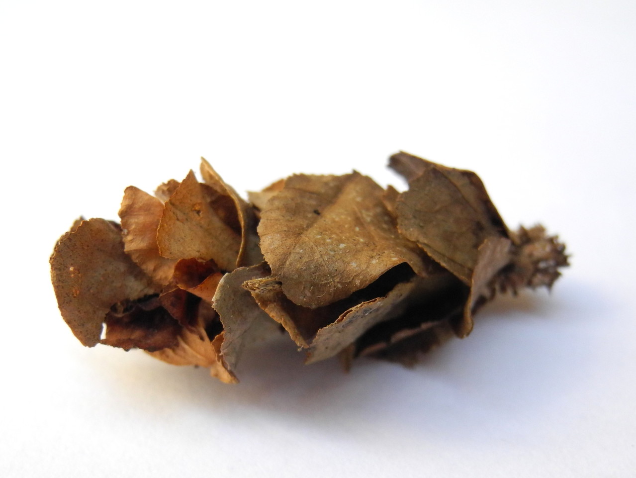 Psychidae (Echte Sackträger)