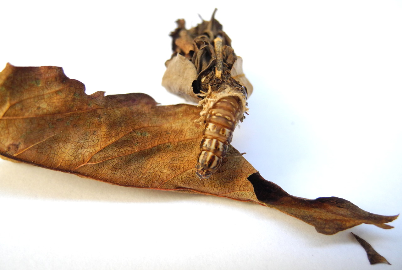 Psychidae (Echte Sackträger)