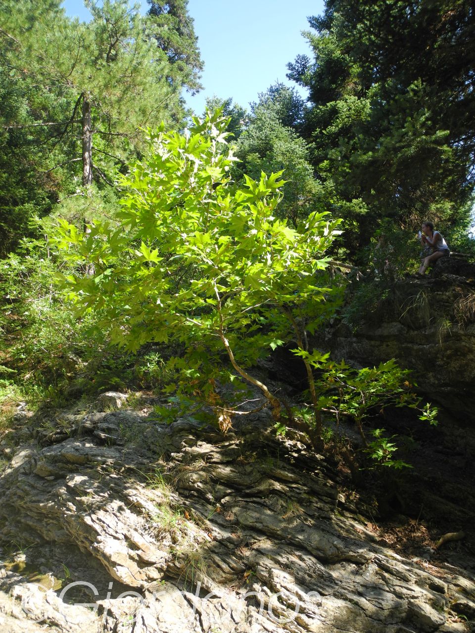 Drimonas Evia Griechenland-traumhafte Natur rund um die Wasserfälle