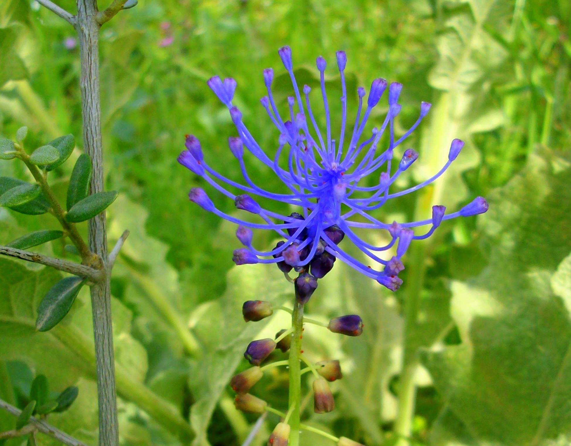 Wilde Hyazinthe
