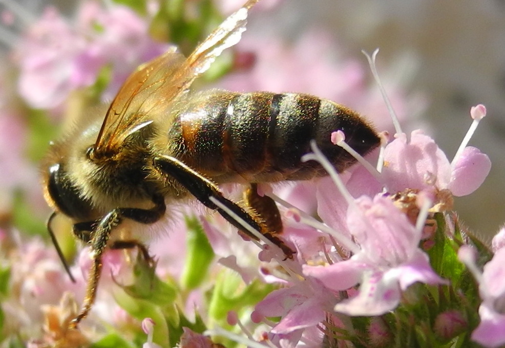 Bienen in Aktion