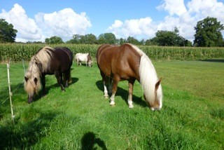 Dijano mit seinen Stallkollegen in Ostfriesland