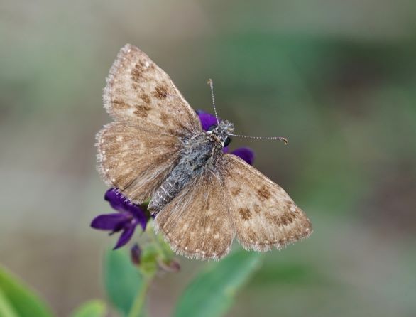 Dunkler Dickkopffalter, Erynnis tages. Königshofen auf der Tauberwiese am 04.09.2022.