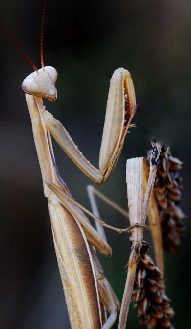 Europäische Gottesanbetzerin, Mantis religiosa, im Abendlicht. Lauda am Galgenberg am 16.08.2022.