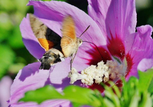 Taubenschwänzchen auf Hibiscus. Königshofen am 04.08.2022.