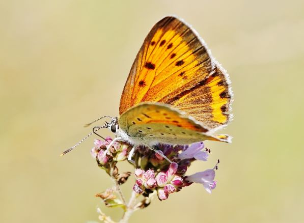 Großer Feuerfalter, Lycaena dispar. Königshofen am 06.08.2022.