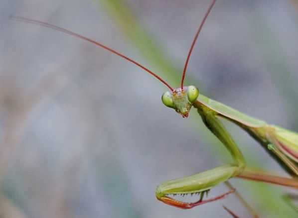 Europäische Gottesanbeterin., Mantis religiosa. Lauda am Galgenberg am 02.09.2022.