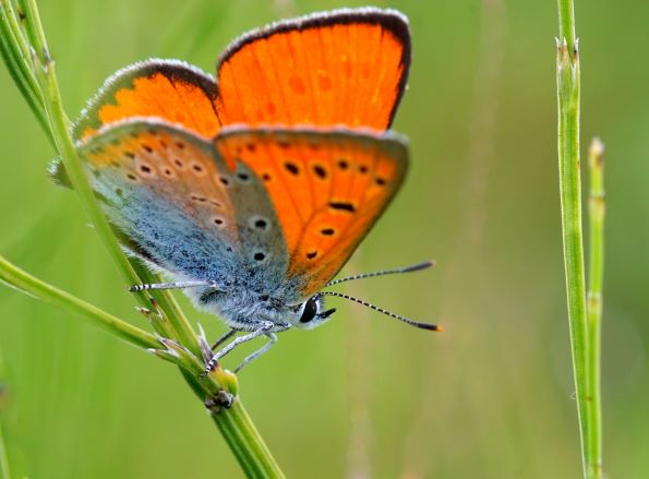 Großer Feuerfalter (Lycaena dispar), Männchen. Königshofen am 19.09.2022 auf der Tauberwiese.