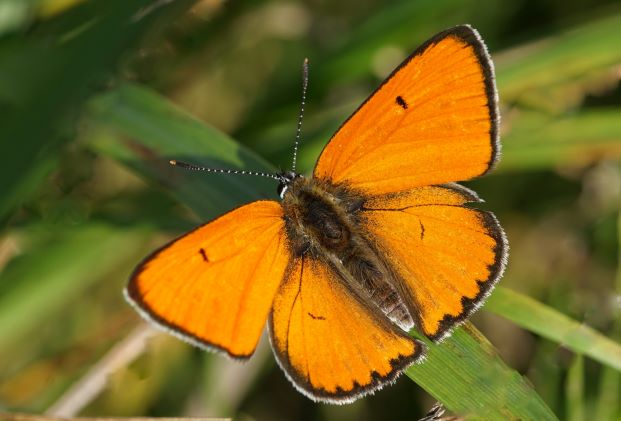 Großer Feuerfalter (Lycaena dispar), Männchen. Königshofen am 19.09.2022 auf der Tauberwiese.