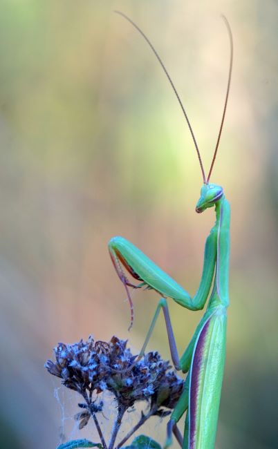 Europäische Gottesanbetzerin, Mantis religiosa, im Abendlicht. Lauda am Galgenberg am 16.08.2022.