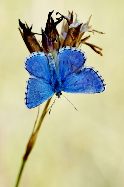 Himmelblauer Bläuling (Männchen) in Königshofen am 07.08.2022.