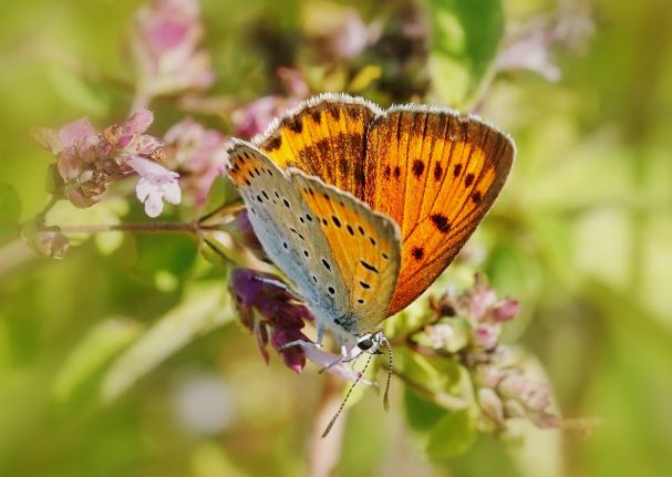 Großer Feuerfalter, Lycaena dispar. Königshofen am 06.08.2022.