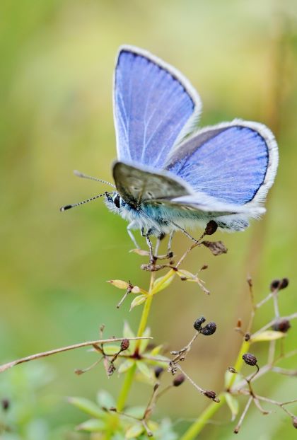 Hauhechel-Bläuling, Männchen, Polyommatus icarus. Königshofen auf der Tauberwiese am 11.09.2022.