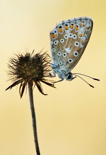 Himmelblauer Bläuling. Lauda am Galgenberg am 02.09.2022.