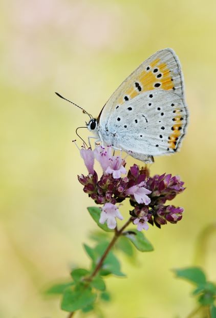 Großer Feuerfalter, Lycaena dispar. Königshofen am 06.08.2022.