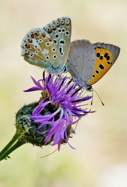  Kleiner Feuerfalter und Himmelblauer Bläuling in Unterbalbach am 09.08.2022.