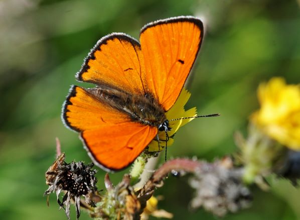 Großer Feuerfalter (Lycaena dispar), Männchen. Königshofen am 19.09.2022 auf der Tauberwiese.