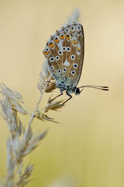  Himmelblauer Bläuling. Lauda am Galgenberg am 08.09.2022.