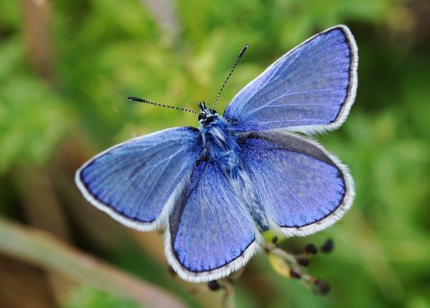 Hauhechel-Bläuling, Männchen, Polyommatus icarus. Königshofen auf der Tauberwiese am 11.09.2022.