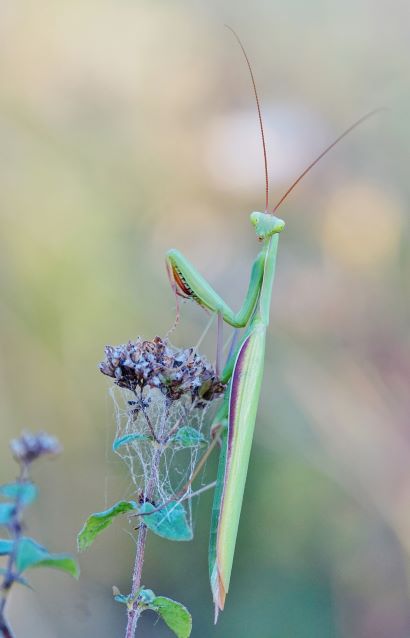 Europäische Gottesanbetzerin, Mantis religiosa, im Abendlicht. Lauda am Galgenberg am 16.08.2022.