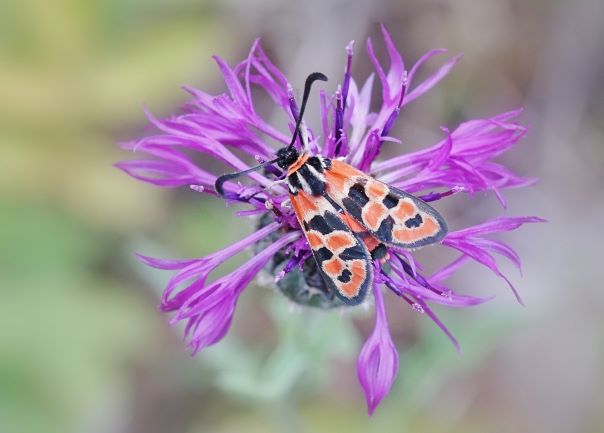 Bergkronwicken-Widderchen, Glückswidderchen, Zygaena fausta. Unterbalbach am 05.08.2022.