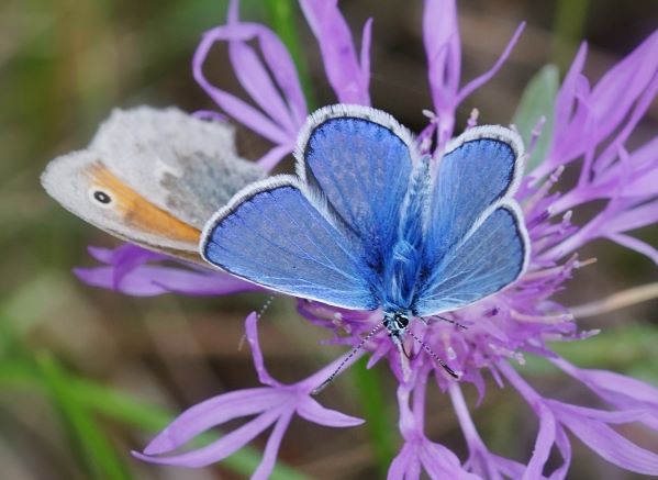 Hauhechel-Bläuling, Männchen, Polyommatus icarus. Königshofen auf der Tauberwiese am 11.09.2022.