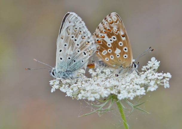  Silbergrüne Bläulinge bei der Paarung am 05.08.2022 in Unterbalbach.