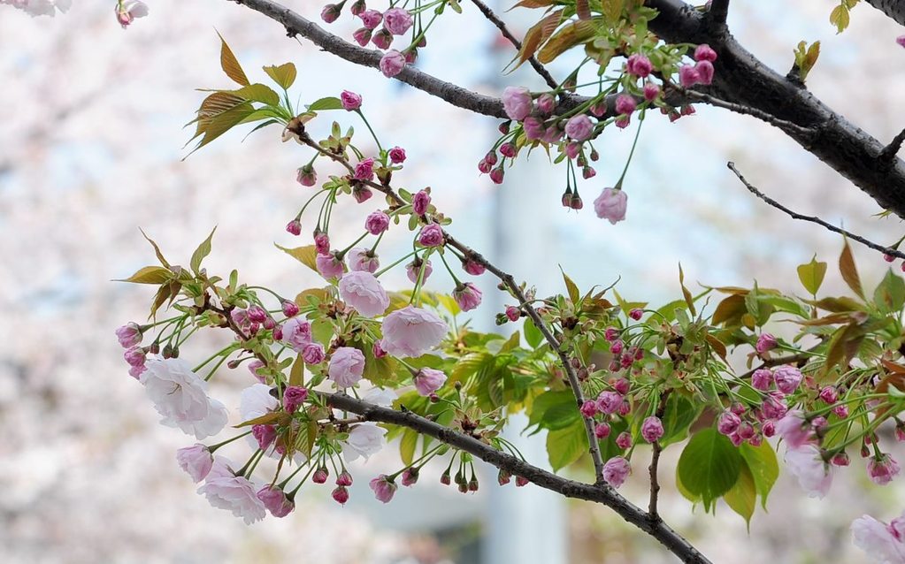 あと数日で一葉桜まつり デンキヤホール ゆであずき オムマキ 浅草 千束通り