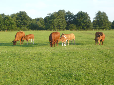 Mutterkühe mit Kälbern auf der Weide