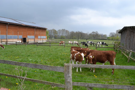 Im Vordergrund: Kälber mit ca. 12 Wochen