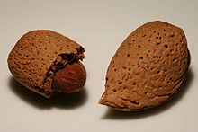 Die Mandel, die wir essen, ist der Same des Baumes, umge-ben von einem harten Kern und dem dünnen Fruchtfleisch, das während der Reife aufplatzt und meist abfällt.