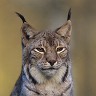 Luchs Foto: SNU RLP