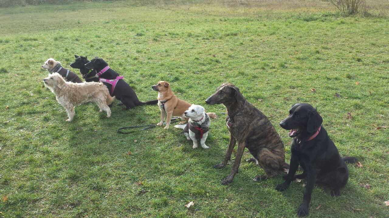 Aktuelles - Die HÜND - Hundeschule Würzburg und Umgebung