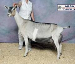 SGCH Tempo Aquila Tokay 5*M, dam of To Be.   Use of this photo courtesy of Tempo Aquila Alpines