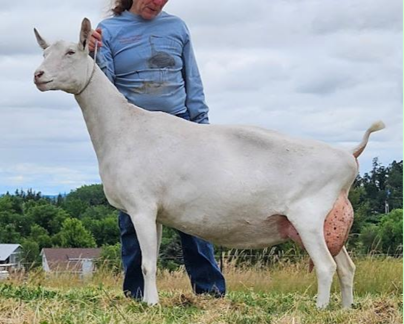 Dam: Tempo Passa Contralto