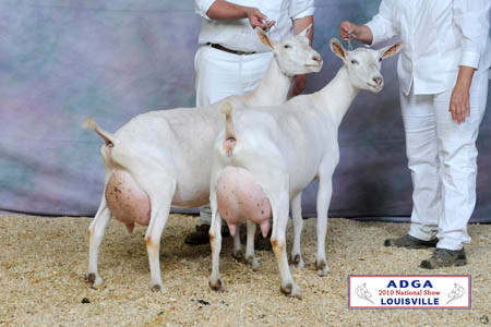 4th place Dam and Daughter, 2011 ADGA National show, 4th place Dam and Daughter, 2010 ADGA National Show.  SGCH Spinning Spider ABDM Halelujah and SGCH Spinning Spider HW Praise