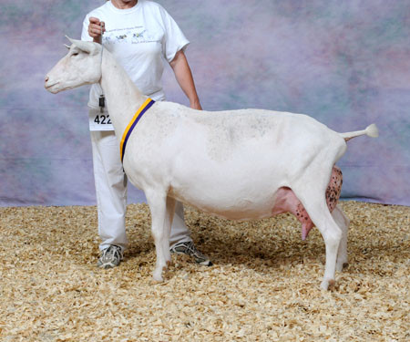 SGCH Des-Ruhigestelle Wincatcher.  2013 ADGA National Champion Saanen, National Champion Best Udder.  Photo used courtesy of Lauren Acton.